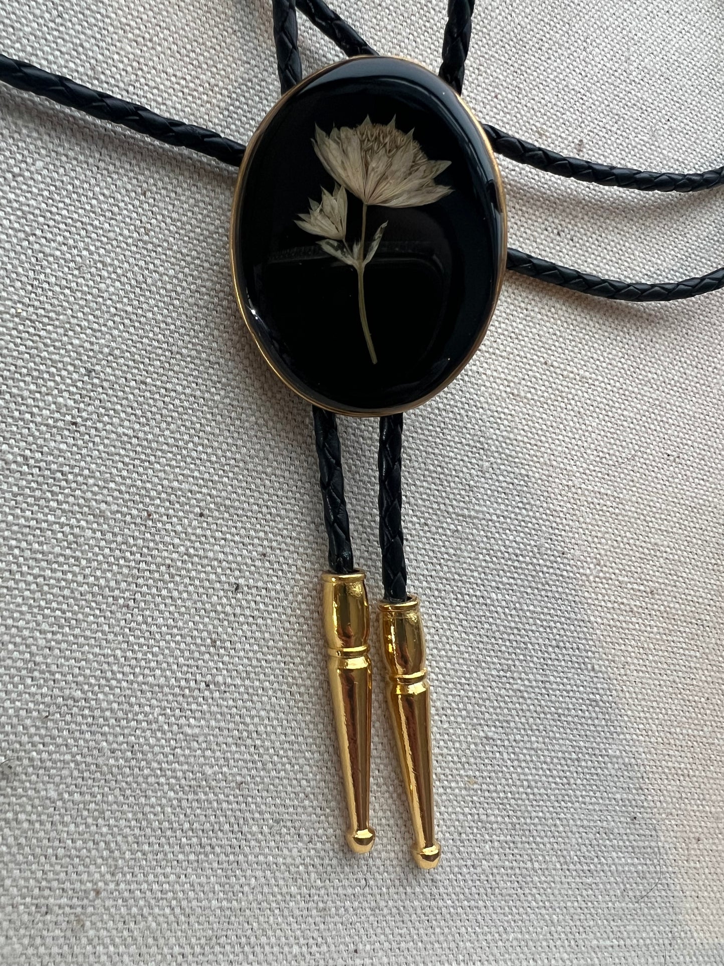Astrantia | Black